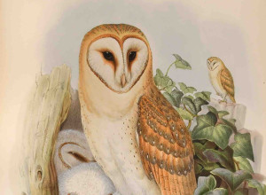 John Gould, The Birds of Great Britain
