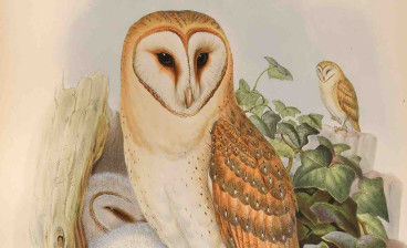John Gould, The Birds of Great Britain